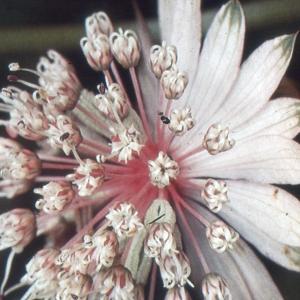 Photographie n°2114983 du taxon Astrantia major L. [1753]