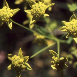 Photographie n°2115013 du taxon Bupleurum ranunculoides L. [1753]