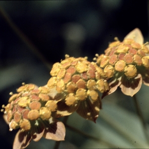 Photographie n°2115020 du taxon Bupleurum ranunculoides L. [1753]