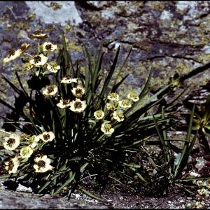 Photographie n°2115022 du taxon Bupleurum stellatum L. [1753]