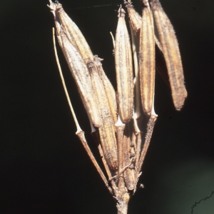 Photographie n°2115041 du taxon Chaerophyllum aureum L. [1762]