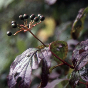 Photographie n°2115051 du taxon Cornus sanguinea L. [1753]