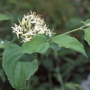 Photographie n°2115052 du taxon Cornus sanguinea L. [1753]