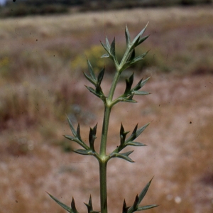 Photographie n°2115056 du taxon Echinophora spinosa L. [1753]