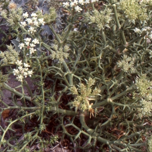 Photographie n°2115057 du taxon Echinophora spinosa L. [1753]