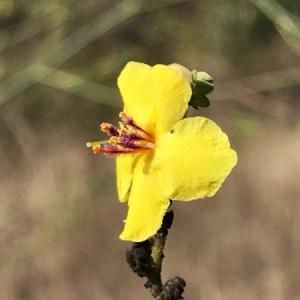 Photographie n°2115157 du taxon Verbascum sinuatum L. [1753]