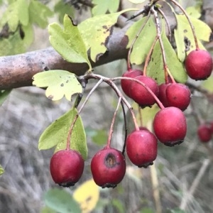 Photographie n°2115166 du taxon Crataegus monogyna Jacq. [1775]