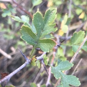 Photographie n°2115168 du taxon Crataegus monogyna Jacq. [1775]