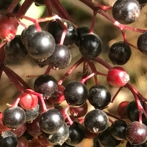 Photographie n°2115186 du taxon Sambucus nigra L. [1753]