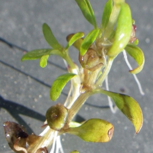 Alsinastrum triandrum (Schkuhr) Rupr. (Élatine à trois étamines)