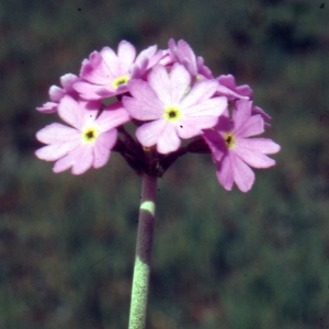 Photographie n°2115239 du taxon Primula farinosa L. [1753]