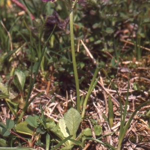 Photographie n°2115242 du taxon Primula farinosa L. [1753]