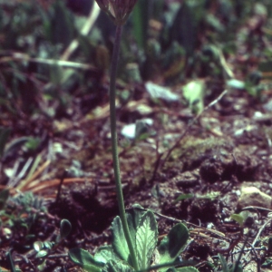 Photographie n°2115244 du taxon Primula farinosa L. [1753]