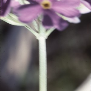 Photographie n°2115246 du taxon Primula farinosa L. [1753]