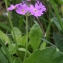  Liliane Roubaudi - Primula farinosa L. [1753]