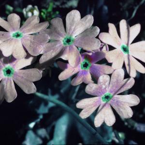 Photographie n°2115249 du taxon Primula farinosa L. [1753]