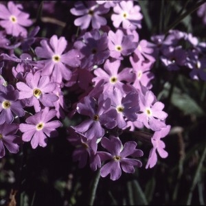 Photographie n°2115251 du taxon Primula farinosa L. [1753]