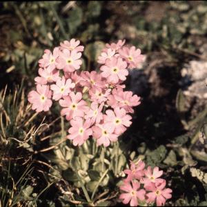 Photographie n°2115252 du taxon Primula farinosa L. [1753]