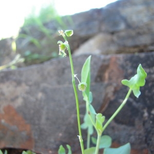 Photographie n°2115260 du taxon Rumex scutatus L. [1753]