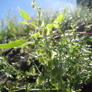 Photographie n°2115261 du taxon Rumex scutatus L. [1753]