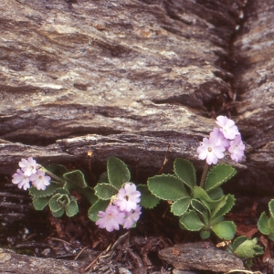 Photographie n°2115277 du taxon Primula marginata Curtis [1792]