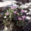  Liliane Roubaudi - Primula marginata Curtis [1792]