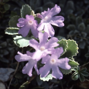 Photographie n°2115280 du taxon Primula marginata Curtis [1792]