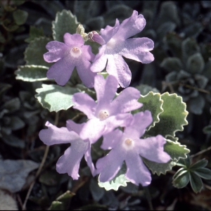  - Primula marginata Curtis [1792]