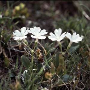 Photographie n°2115283 du taxon Primula pedemontana E.Thomas ex Gaudin [1828]