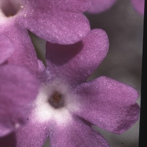 Photographie n°2115284 du taxon Primula pedemontana E.Thomas ex Gaudin [1828]