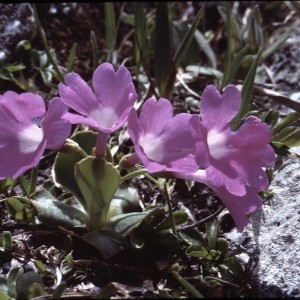 Photographie n°2115293 du taxon Primula pedemontana E.Thomas ex Gaudin [1828]