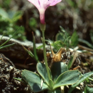 Photographie n°2115302 du taxon Primula pedemontana E.Thomas ex Gaudin [1828]