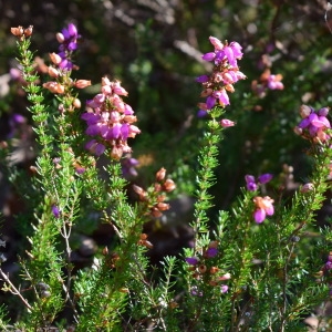 Photographie n°2115312 du taxon Erica cinerea L. [1753]