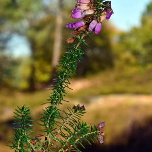 Photographie n°2115313 du taxon Erica cinerea L. [1753]