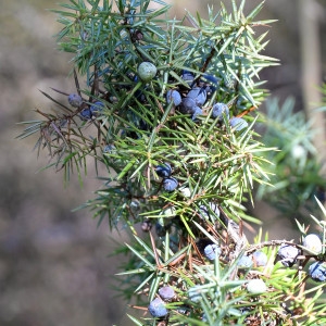 Photographie n°2115438 du taxon Juniperus communis L. [1753]