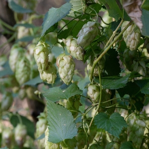 Photographie n°2115439 du taxon Humulus lupulus L. [1753]