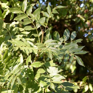 Photographie n°2115440 du taxon Fraxinus excelsior L. [1753]