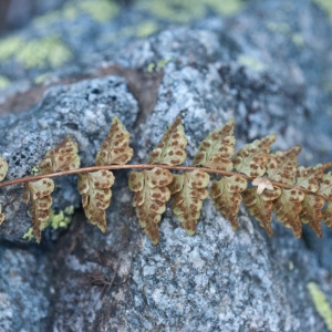 Photographie n°2115526 du taxon Woodsia alpina (Bolton) Gray [1821]