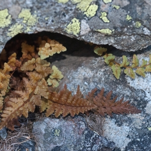 Photographie n°2115527 du taxon Woodsia alpina (Bolton) Gray [1821]