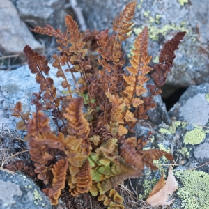 Photographie n°2115528 du taxon Woodsia alpina (Bolton) Gray [1821]