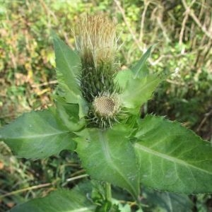 Photographie n°2115552 du taxon Cirsium oleraceum (L.) Scop. [1769]