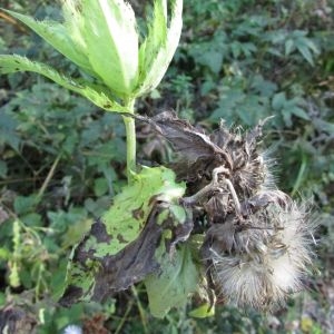 Photographie n°2115554 du taxon Cirsium oleraceum (L.) Scop. [1769]