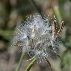 Photographie n°2115583 du taxon Chondrilla juncea L. [1753]