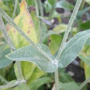 Photographie n°2115603 du taxon Lychnis coronaria (L.) Desr.