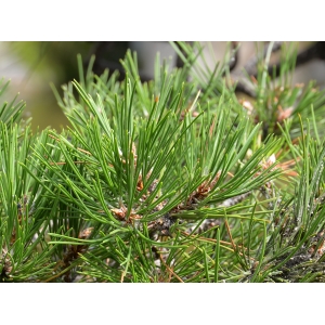 Pinus parviflora Siebold & Zucc. (Pin blanc du Japon)