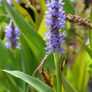 Photographie n°2115608 du taxon Pontederia cordata L. [1753]