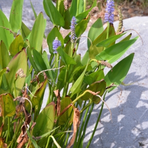 Photographie n°2115609 du taxon Pontederia cordata L. [1753]