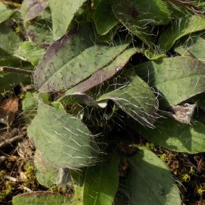 Photographie n°2115630 du taxon Pilosella officinarum Vaill. [1754]