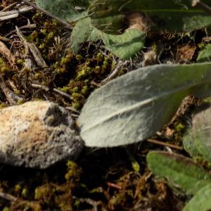 Photographie n°2115631 du taxon Pilosella officinarum Vaill. [1754]