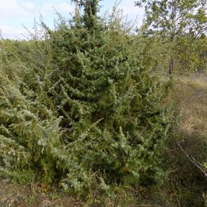 Photographie n°2115659 du taxon Juniperus communis L. [1753]